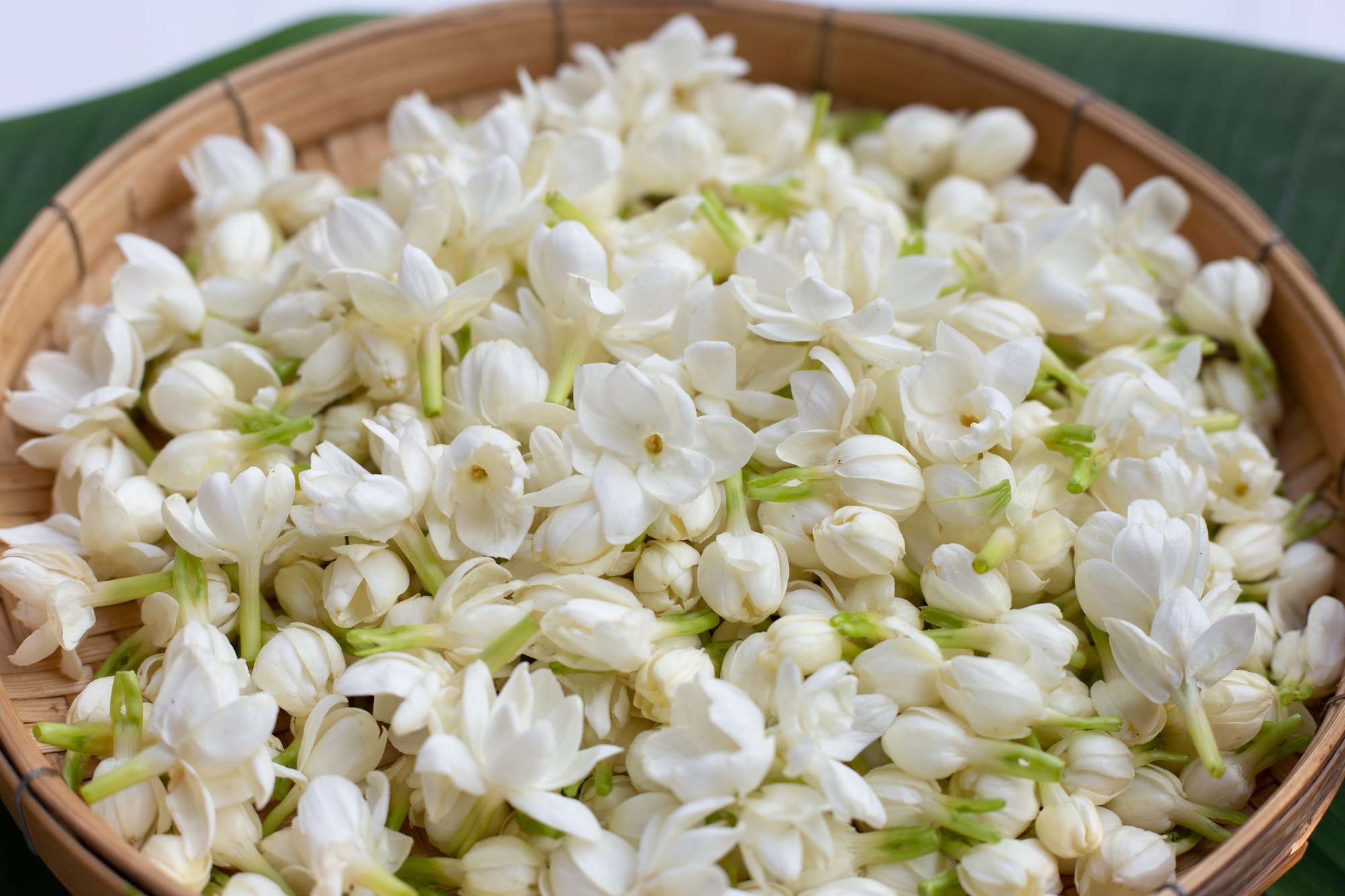 Jasmin — fleurs en corbeille