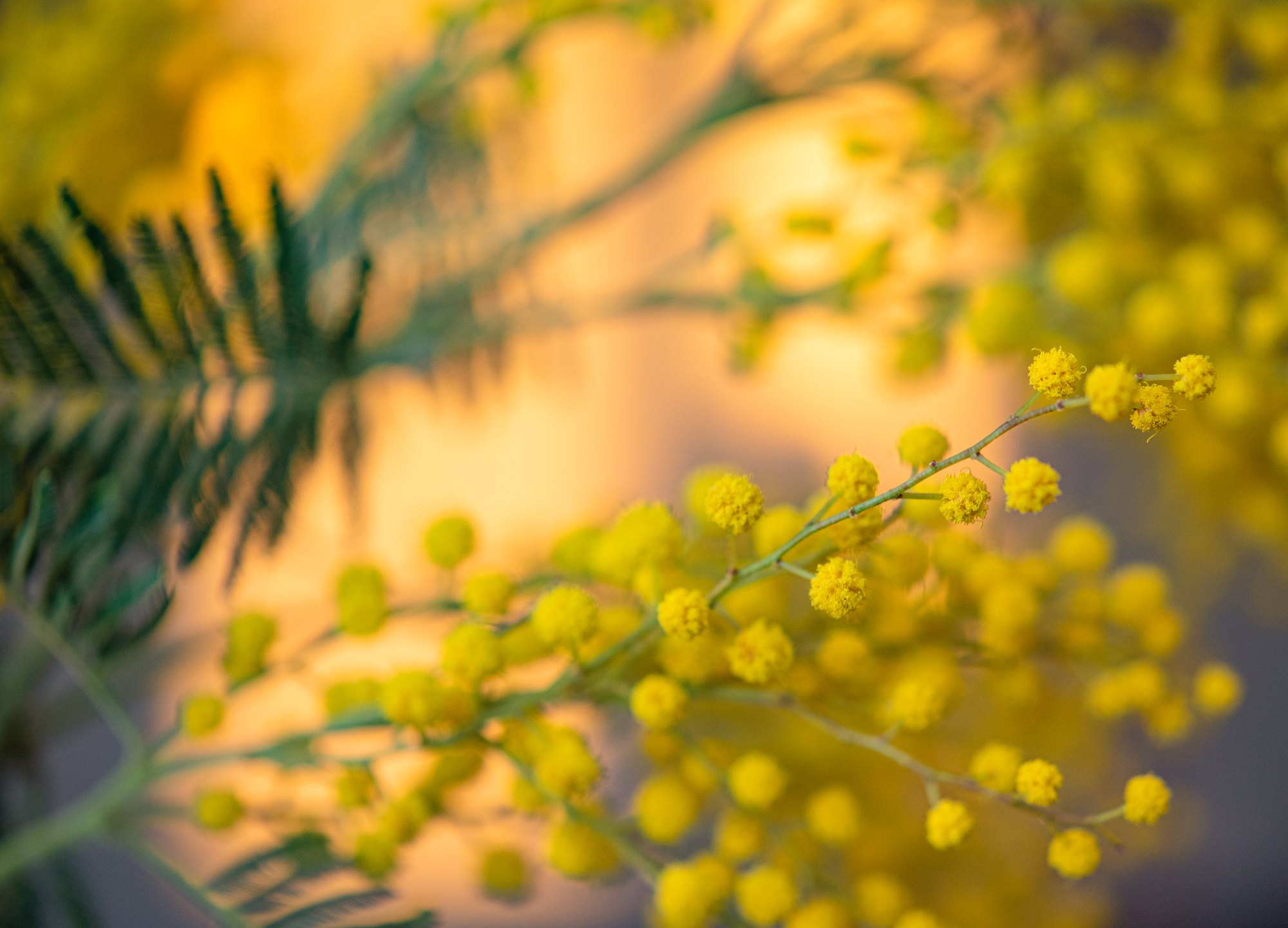 Mimosa — branche au soleil