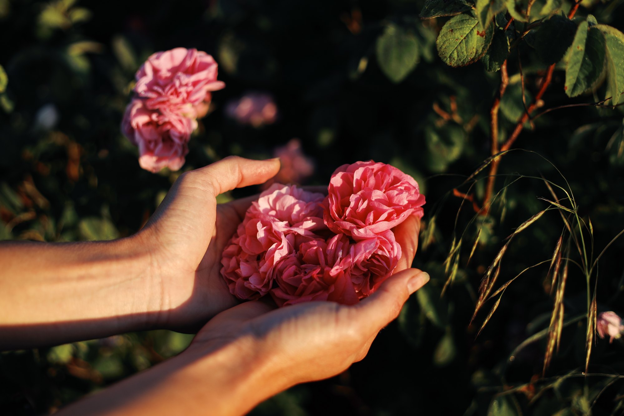 Rose — fleurs tenues à la main