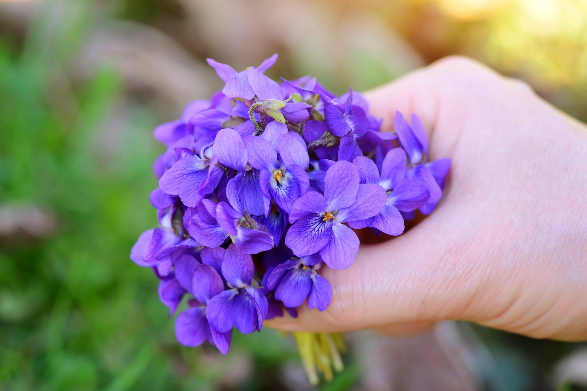 Violette — bouquet de violettes odorantes