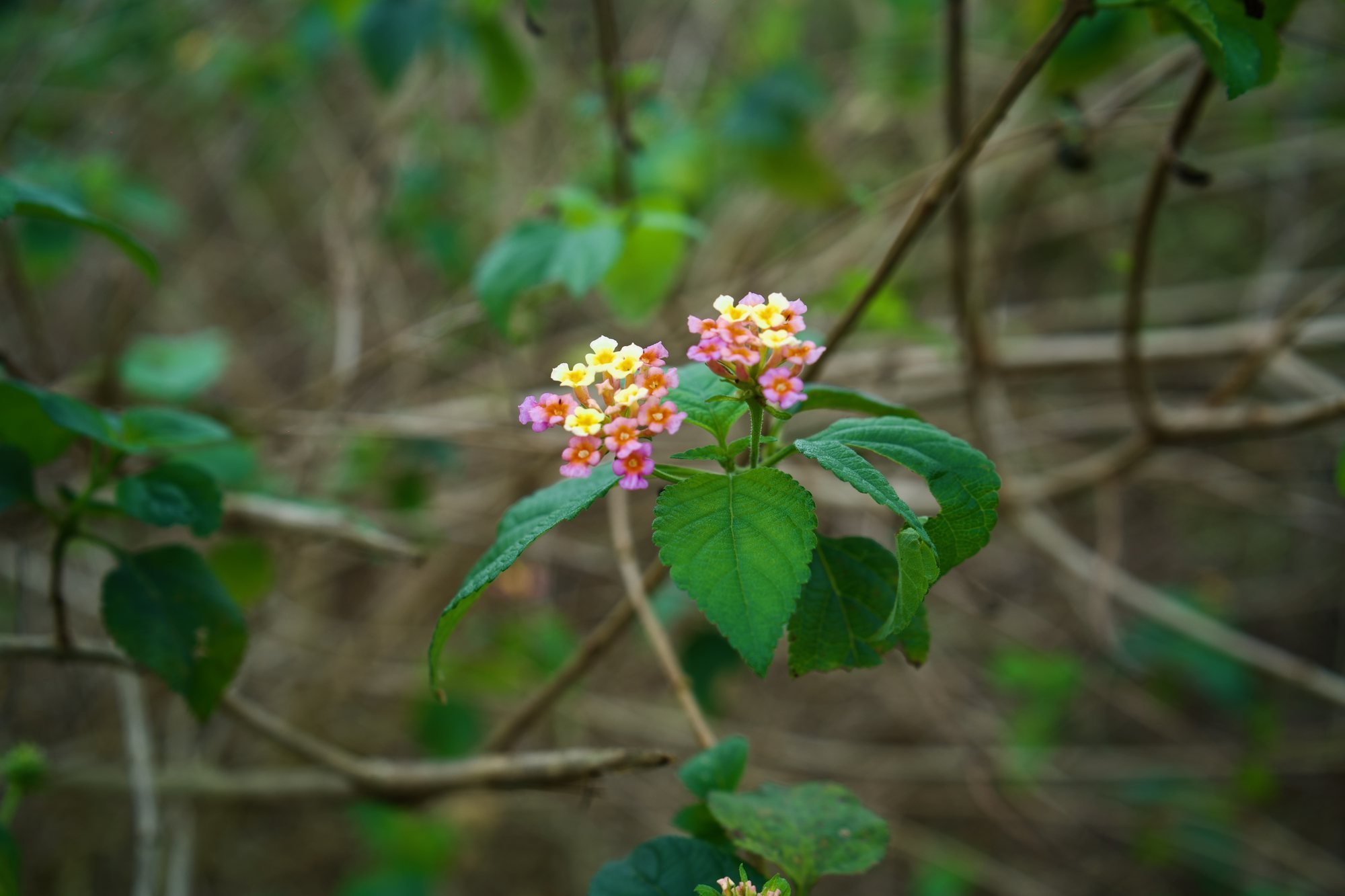 Lantana en fleurs à Makola