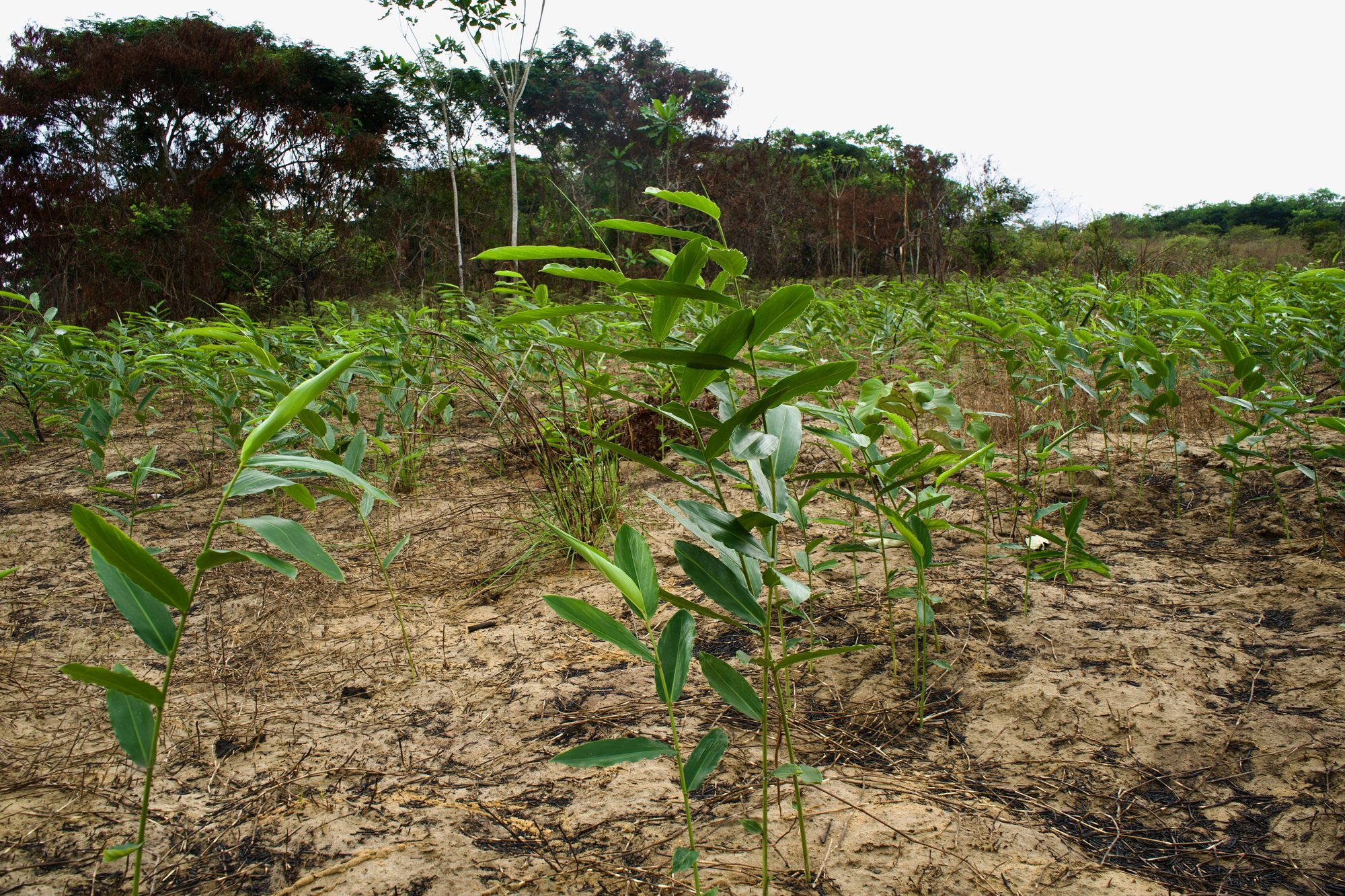 Plantation de maniguette en rangs à Makola