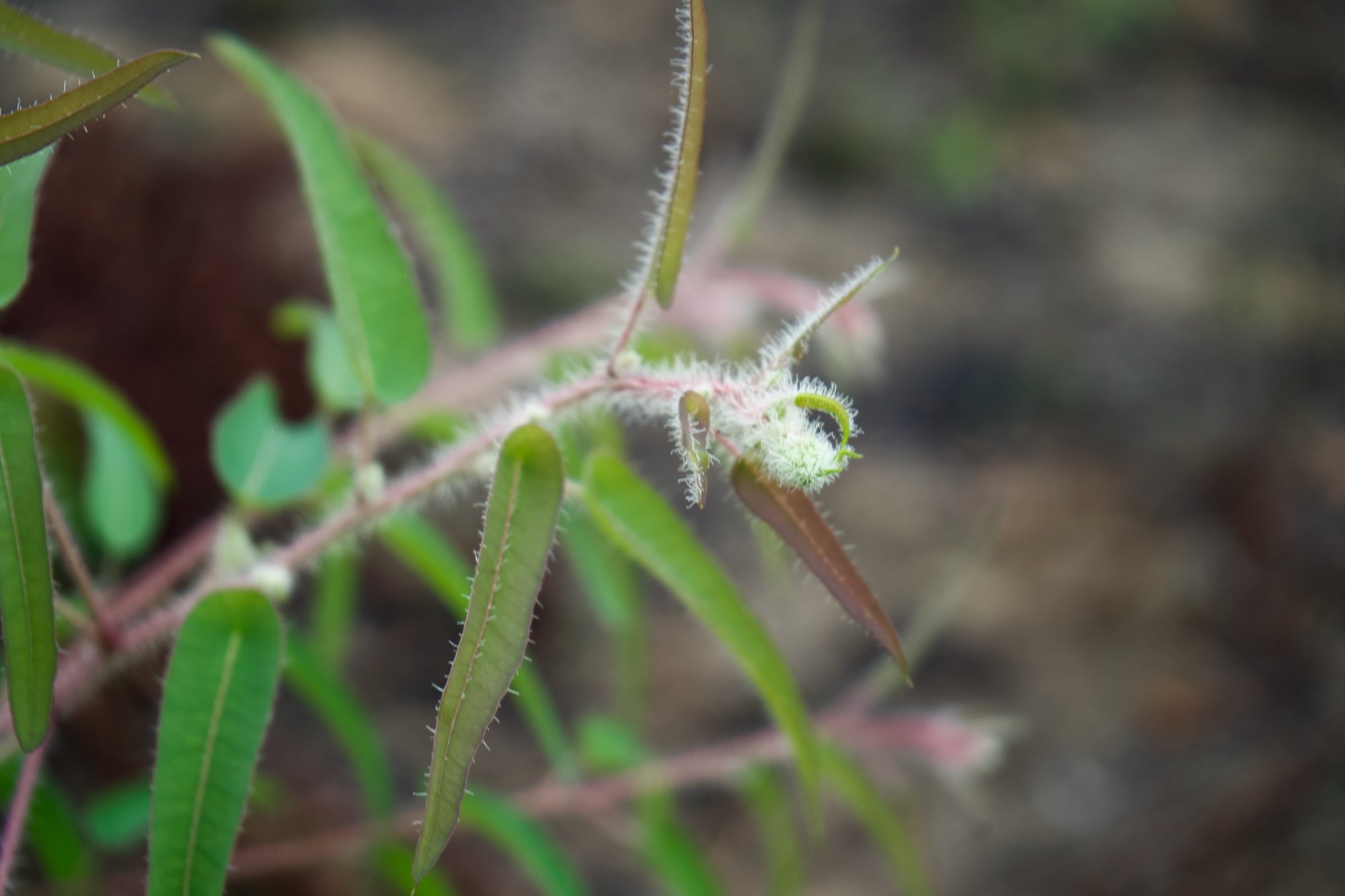 Jeune pousse d'eucalyptus à Makola