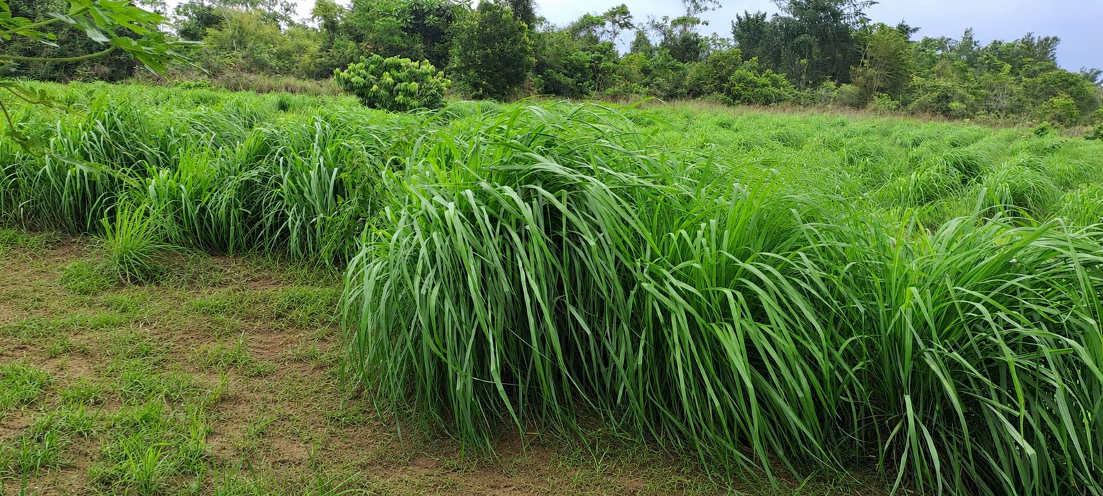 Champ cultivé à Makola, racine des matières Eden Essences