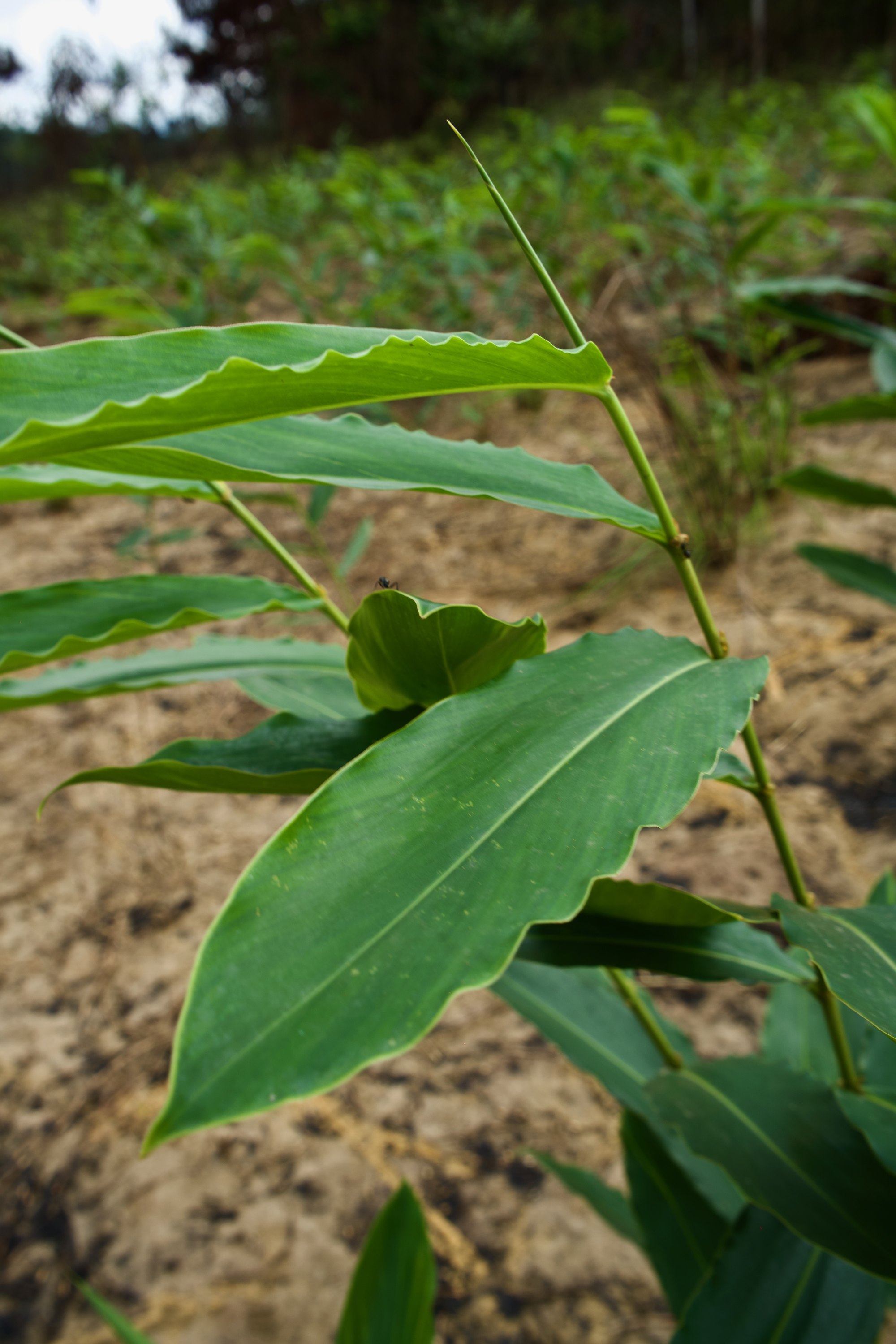 Plant de maniguette sur le domaine de Makola