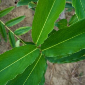 Feuilles de maniguette cultivée à Makola, République du Congo